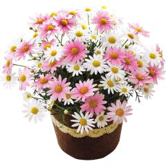 ��̓����}�[�K���b�g���A���u������ׁ[��v�T���@��̓��A�G�ߌ���A���ꂳ��A��ꂳ��A���蕨�A�v���[���g�A��̓��M�t�g�A���ӁA��