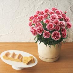 ��̓����˂���ƃ}�E���g�o�[���ƃJ�[�l�[�V�����������z�C�b�v�T���Z�b�g�@��̓��A�G�ߌ���A���ꂳ��A��ꂳ��A���蕨�A�v���[��