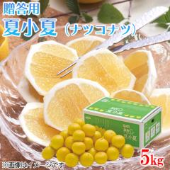 �ƒ�p �ď��āi�i�c�R�i�c�j�T���� ��������