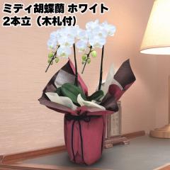 �~�f�B�Ӓ����i�z���C�g�j�Q�{���i�؎D�t�j