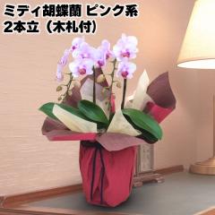 �~�f�B�Ӓ����i�s���N�n�j�Q�{���i�؎D�t�j