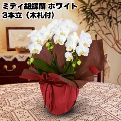 �~�f�B�Ӓ����i�z���C�g�j�R�{���i�؎D�t�j