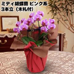 �~�f�B�Ӓ����i�s���N�n�j�R�{���i�؎D�t�j