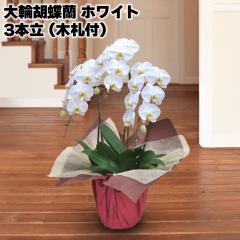 ��֌Ӓ����i�z���C�g�j�R�{���i�؎D�t�j