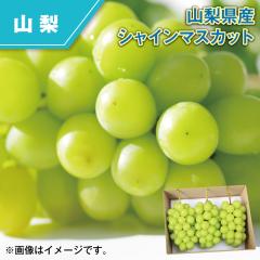 �R�����Y �V���C���}�X�J�b�g