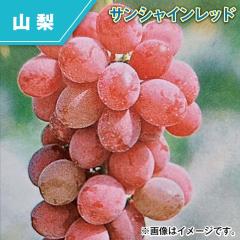 �T���V���C�����b�h