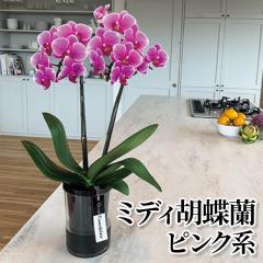 �~�f�B�Ӓ��� �s���N�n