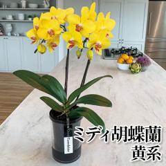�~�f�B�Ӓ��� ���n