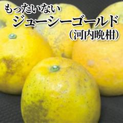 ���������Ȃ��W���[�V�[�S�[���h�i�͓��ӊ��j