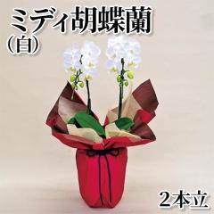 �~�f�B�Ӓ����i���j�Q�{��