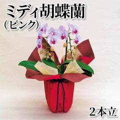 �~�f�B�Ӓ����i�s���N�j�Q�{��