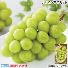 ������ �V���C���}�X�J�b�g �䒆�� �ăM�t�g �M�t�g ���� ��������