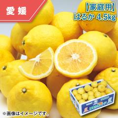 �y�ƒ�p�z�͂邩�S�D�T���� ��������