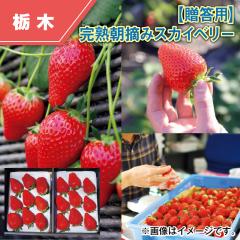 �y�����p�z���n���E�݃X�J�C�x���[ ��������