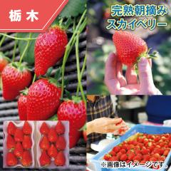 ���n���E�݃X�J�C�x���[ ��������