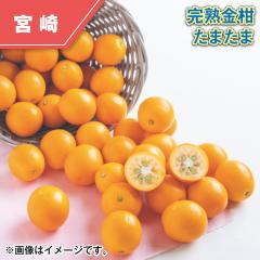 ���n���� ���܂��� ��������