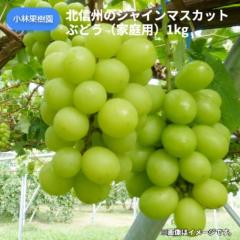 �k�M�B�̃V���C���}�X�J�b�g�Ԃǂ��i�ƒ�p�j�P����