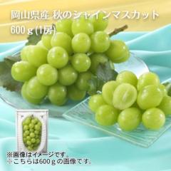 ���R���Y �H�̃V���C���}�X�J�b�g�U�O�O���i�P�[�j