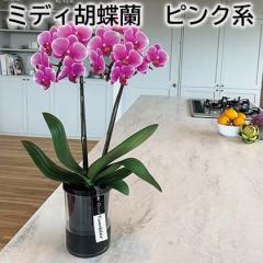 �~�f�B�Ӓ��� �s���N�n ��������