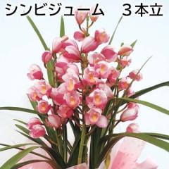 �V���r�W���[�� �R�{�� ��������