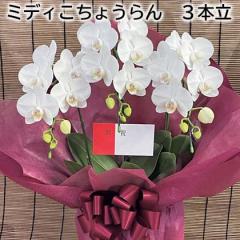 �~�f�B�����傤��� �R�{�� ��������