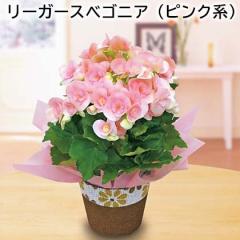 ���[�K�[�X�x�S�j�A�i�s���N�n�j ��������