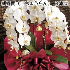 �Ӓ����i�����傤���j �R�{�� ��������