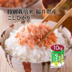米 10kg コシヒカリ 特別栽培米 福井県産 令和6年産 送料無料 お米 白米 精米 こしひかり 5kg×2袋 10キロ 単一