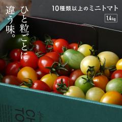 �J���t�� �~�j�g�}�g �ʂ�L���ȃ~�j�g�}�g 1.4kg �������� �l���� 13�� �֌��~�j�g�}�g �M�t�g YUMERI FARM ������