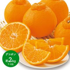 2026N2{`{͂ F{Y fR|  2kg JAF{ʎA t[c ʕ k ݂ ~J łۂ   x ZT