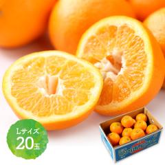 2026N2{`{͂ QY {ɗ\ 5kg JAЂߒ LTCY 悩 t[c  Q  ʕ 