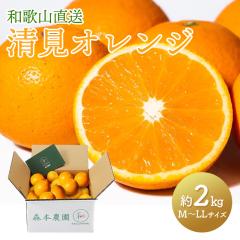 �y2026�N2�����{�`5/15���͂��z �I�����W �a�̎R ���� �X�{�_���� �����I�����W  �� 2kg�i M �` LL �T�C�Y���� �j �t���[�c �ʕ� ���k ��