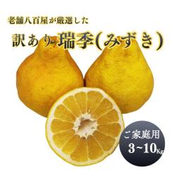 �[�G �݂��� �󂠂� 10kg �L�����Y �������U �~ �T�U���C�G���[  ���ƒ�p �X�� ���� ���_����