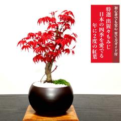 茜【もみじ】 【ポット苗】【紅葉】の通販はau PAY マーケット - こ