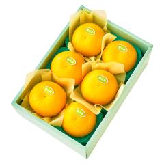 ���� �V�h���� ������6�� #29100