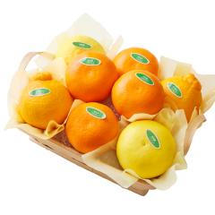 ���� �V�h���� �t���[�c�o���G�e�B�[UW #29100