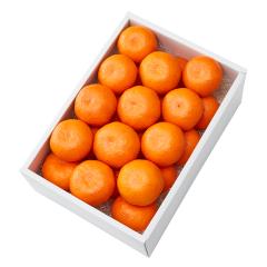 ���� �V�h���� �O���n�^���N���u�݂���24�� #29100