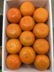 ���񂩂� 4L�`M�T�C�Y ��5.5kg �����������v���Y �����p �M�t�g �ʕ� �t���[�c �݂��� �T�j�[�t���[�c���R