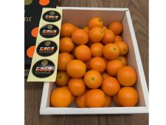 ���܂��܃G�N�Z�����g 2L�`3L ��1kg �{�茧�Y ���n���񂩂� ���� �����p �M�t�g �T�j�[�t���[�c���R