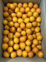 ���n���񂩂� ��3kg �QL�`L  �{�茧�Y  ���� �L���J�� �ʕ� �M�t�g �T�j�[�t���[�c���R