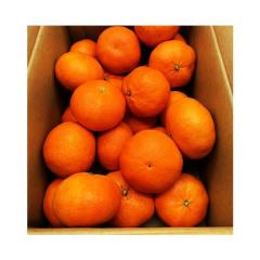 �Õ� �Z4L�`�ZL ��5kg ���Q���Y �����p �M�t�g �ʕ� �t���[�c �݂��� ����؂� �T�j�[�t���[�c���R