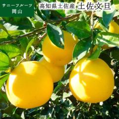 �y�����U 4L�`3L�T�C�Y ��10kg ���i ���m���Y �݂��� ���k ���蕨 �M�t�g �ʕ� �t���[�c �Ԃ񂽂� �T�j�[�t���[�c���R