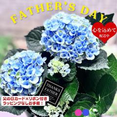 ���z�� ��̓� ���̓� �A�W�T�C �������� 2026 �a���� �M�t�g �� �v���[���g ���� 5���� ���b�s���O�Ȃ� ���b�s���O�\ ��������