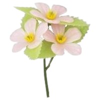 �~�j���ԃV���[�Y�@�����@400���y���񂹏��i�E���[�s�z