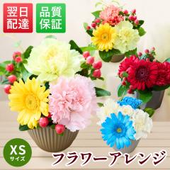 ��̓� �� �M�t�g �a���� ���̂܂܏���� �t�����[�A�����W�����g XS�T�C�Y �~�j ���� �o�� �A�����W�����g ���j�� �v���[���g �R���p�N