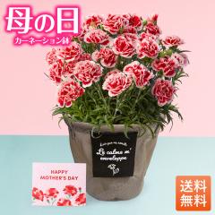 �y500�~�I�t�N�[�|���L�z ��̓� �M�t�g �J�[�l�[�V���� �� ���A�� �Ԕ� 5�� �M�t�g �`�� 70�� 60�� 50�� 40�� 30�� 20��