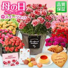 �y500�~�I�t�N�[�|���L�z ��̓� �M�t�g �J�[�l�[�V����  �X�C�[�c�Z�b�g �� ���A�� �Ԕ� 5�� �M�t�g �`�� �ԂƃZ�b�g ���� ��