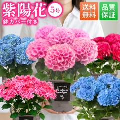 �y500�~�I�t�N�[�|���L�z ��̓� ���z�� �A�W�T�C �������� 5�� ���J�o�[�t�� �`�� �v���[���g �� �M�t�g