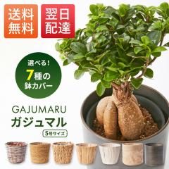 �ϗt�A�� �K�W���}�� 5�� �I�ׂ锫�J�o�[�t �K�^�̖� ���K�̖� �{�� ���� ������� ���� �C���e���A �J�X�j�� �����z���j�� �u���[�~�[ b