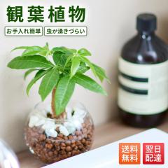 �ϗt�A�� �n�C�h���J���`���[ �~�j �p�L�� �K�W���}�� �T���X�x���A �|�g�X �J�|�b�N 3�� �y���g��Ȃ� ���� ���k�͔| �I�ׂ� ���S�� ��